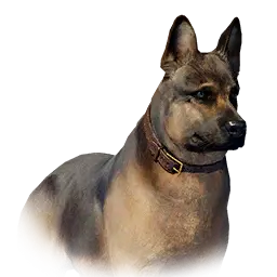 Shepherd