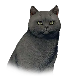 Short-Haired Cat