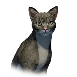 Slim Cat