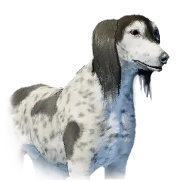 Spotted Dog