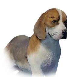 Spotted Puppy