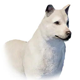 White Dog