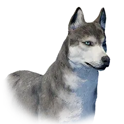 Wolfdog