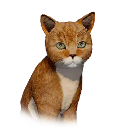 Yellow Cat