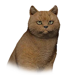 Brown Short-Haired Cat