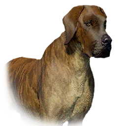 Boarhound variant