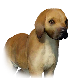 Boarhound Puppy in Crimson Desert