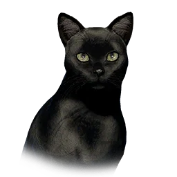 Black Cat