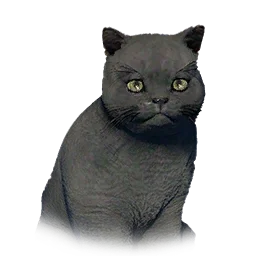Short-Haired Kitten