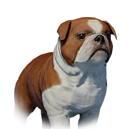 Floppy-Eared Bulldog Variant 2