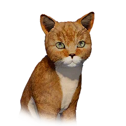 Yellow Cat Kitten