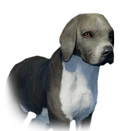 Boarhound Puppy - Variant 7