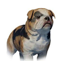 Floppy-Eared Bulldog Variant 6