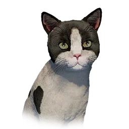 Bicolor Kitten