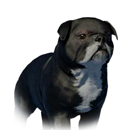 Floppy-Eared Bulldog Variant 5