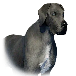Boarhound variant