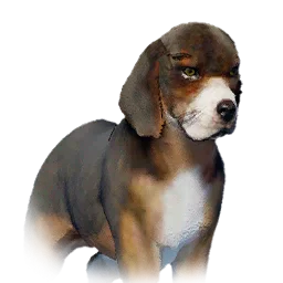 Beagle variant