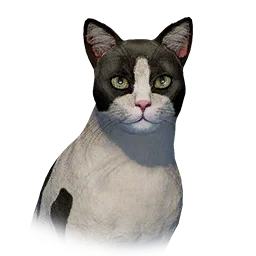 Bicolor Cat
