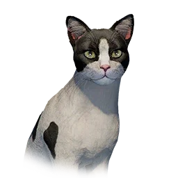 Bicolor Slim Cat