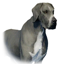 Boarhound pet in Crimson Desert