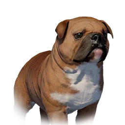 Floppy-Eared Bulldog Variant 7