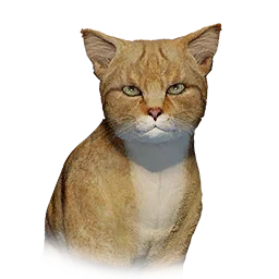 Patchy Cat