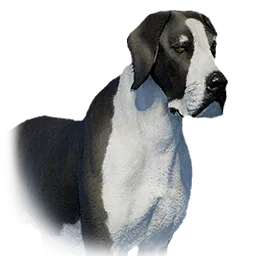 Boarhound variant
