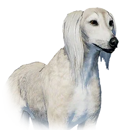Saluki variant: Saluki