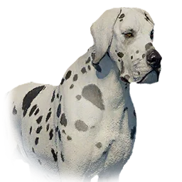 Boarhound variant