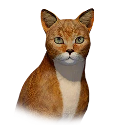 Yellow Cat