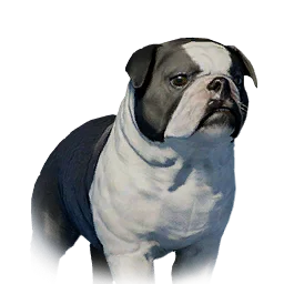 Floppy-Eared Bulldog Variant 1