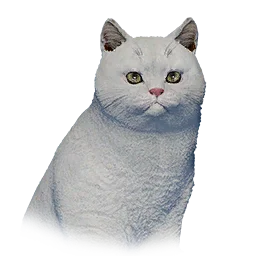 White Short-Haired Cat