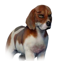 Beagle variant