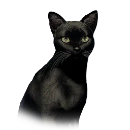 Black Slim Cat