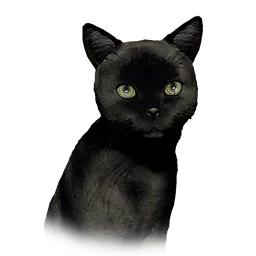 Black Kitten