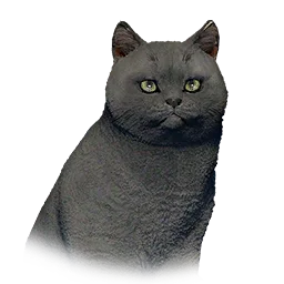 Short-Haired Cat in Crimson Desert