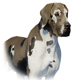 Boarhound variant