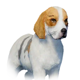 Beagle variant