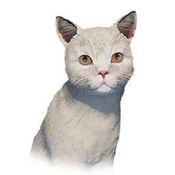 White Kitten