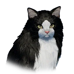 Black Long-Haired Cat