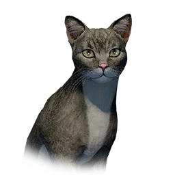 Slim Cat pet in Crimson Desert