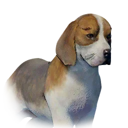 Spotted Puppy