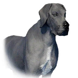 Boarhound variant