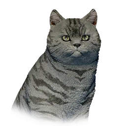 Striped Short-Haired Cat