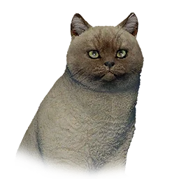 Bicolor Short-Haired Cat
