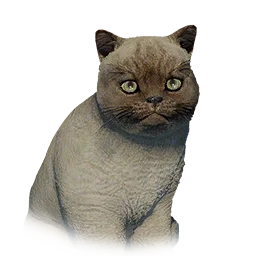 White Cat