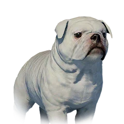 Floppy-Eared Bulldog Variant 3