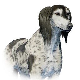 Saluki variant: Saluki
