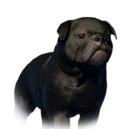 Floppy-Eared Bulldog Variant 4