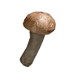 Mystical Pine Mushroom